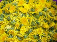 /album/babske-rady-a-tipy/p1080840-jpg/